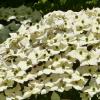 Bild asiatischer-blueten-hartriegel-cornus-kousa-b_13725.jpg