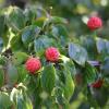 Bild asiatischer-bluetenhartriegel-fruechte_18227.jpg