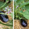 Bild aubergine-melonga-biosaatgut-hof-jeebel_14471.jpg