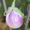 Bild aubergine-rotonda-bianca-sfumata-di-rosa-saatgut_14855.jpg
