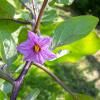Bild aubergine_benarys_blaukoenigin_d_12433.jpg