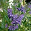 Bild bartblume_heavenly_blue_caryopteris_b_15258.jpg