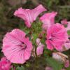 Bild bechermalve-lavatera-trimestris-hof-jeebel_13767.jpg