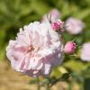 Bild beetrose-bonica-82-rose-hof-jeebel_14584.jpg