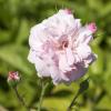 Bild beetrose-bonica-82-rosen-hof-jeebel_14279.jpg