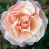 Bild beetrose-marie-curie-pflanzen_16567.jpg