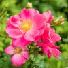 Bild beetrose-rosa-bienenweide-pflanzen_13660.jpg