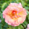 Bild beetrosen-pflanzen-marie-curie-apricot-orange-farben_16127.jpg