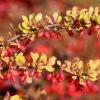 Bild berberitze-berberis-vulgaris-hof-jeebel_15074.jpg