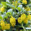 Bild berberitze-bluete-berberis-vulgaris-hof-jeebel_15076.jpg