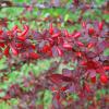 Bild berberitzen-berberis-vulgaris-wildobst-hof-jeebel_15075.jpg