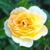 Bild bienenweide-gelbe-rosen-getopft_18066.jpg