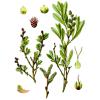 Bild bierstrauch-myrica-gale_18969.jpg