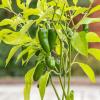 Bild bio-chillis-sorte-jalapeno-saatgut_17286.jpg