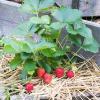 Bild bio-erdbeeren-mara-de-bois-hof-jeebel_14884.jpg