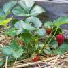 Bild bio-erdbeeren-mara-de-bois-pflanzen-hof-jeebel_14885.jpg