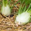 Bild bio-fenchel-aussaen-samen_17803.jpg