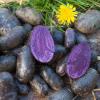 Bild bio-pflanzkartoffel-violetta_6459.jpg
