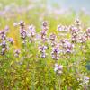 Bild: bio-thymian-jungpflanze-bienenweide_22514.jpg 