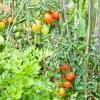Bild bio-tomaten-saatgut-pantelli_17636.jpg