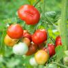 Bild biosaatgut-fleischtomate-flonda_12475.jpg