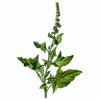 Bild biosaatgut-good-king-henry.jpg