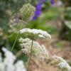 Bild bischofskraut-ammi-visnaga-biosaat-hof-jeebel_14230.jpg