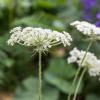 Bild bischofskraut-ammi-visnaga-heilpflanze-hof-jeebel_14231.jpg