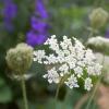 Bild bischofskraut-ammi-visnaga-hof-jeebel.jpg