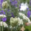 Bild bischofskraut-ammi-visnaga-schnittblume-hof-jeebel_14232.jpg