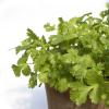 Bild blattkoriander-coriandrum-sativum-gewuerzkraut-hof-jeebel_14364.jpg