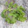 Bild blattstielgemuese-namenia-biogartenversand.jpg