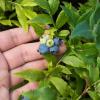 Bild blaubeere_heidelbeere_hortblue_petite_b_12137.jpg