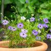 Bild blaues-gaensebluemchen_saatgut_12877.jpg