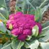 Bild blumenkohl-di-sicilia-violetto-bio-saatgut_15733.jpg