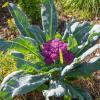 Bild blumenkohl-lila-di-sicilia-violetto-bio-saatgut_17321.jpg