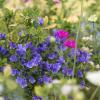 Bild: blumenmischung-saatgut-florino-natternkopf_21183.jpg 