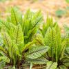 Bild blutsauerampfer-jungpflanze_17166.jpg