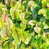 Bild blutsauerampfer-rumex-sanguineus-jungpflanzen_17774.jpg