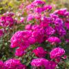 Bild bodendecker-rose-lovely-fairy-bluetenmeer_3759.jpg