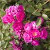 Bild bodendecker-rose-lovely-fairy-hof-jeebel_16342.jpg