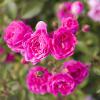 Bild bodendecker-rosen-lovely-fairy-hof-jeebel_16343.jpg