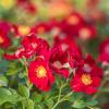 Bild bodendecker-rosenpflanze-rot-bienenweide_17025.jpg