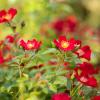 Bild bodendecker-rosenpflanzen-rot-bienenweide_18893.jpg