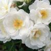 Bild bodendeckerrose-bienenweide-weiss.jpg
