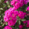 Bild bodendeckerrose-lovely-fairy-bluetenmeer_16341.jpg