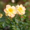 Bild bodendeckerrose-pflanze-gelb-bienenweide_18065.jpg