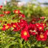 Bild bodendeckerrose-pflanze-rot-bienenweide_18892.jpg