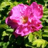 Bild bodendeckerrose-rotes-meer-rugosa-hof-jeebel_10862.jpg