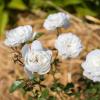 Bild bodendeckerrose-snow-ballet-hof-jeebel_14628.jpg